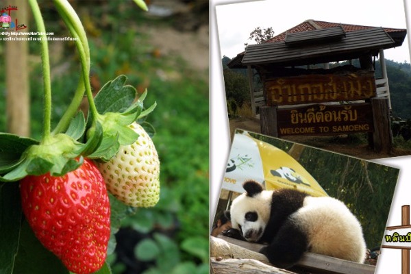 สตอที่สะเมิง แวะเชียงใหม่ชวนหมีแพนด้าไปเก็บสตอเบอรี่กันเถอะ